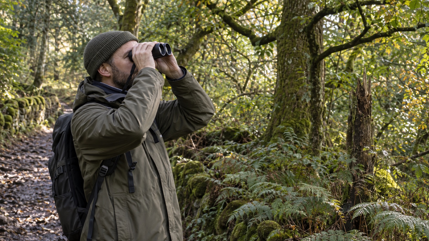 A birdwatcher scanning the canopy with binoculars in British woodland